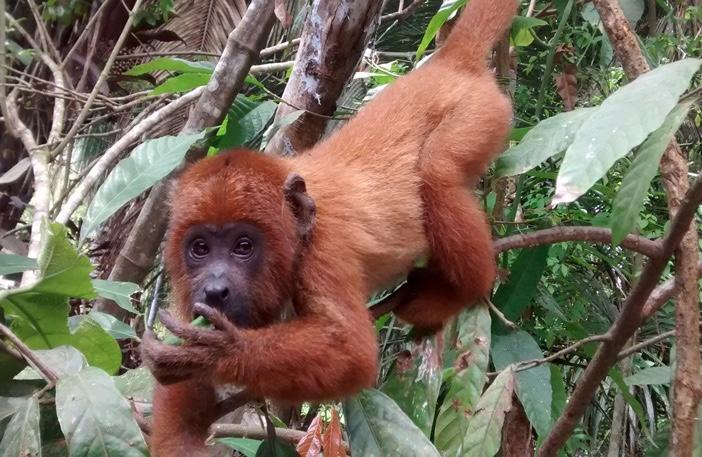 Villa Hermosa De Tambopata Casa Hospedaje & Hostel ปูแอร์โต มัลโดนาโด ภายนอก รูปภาพ