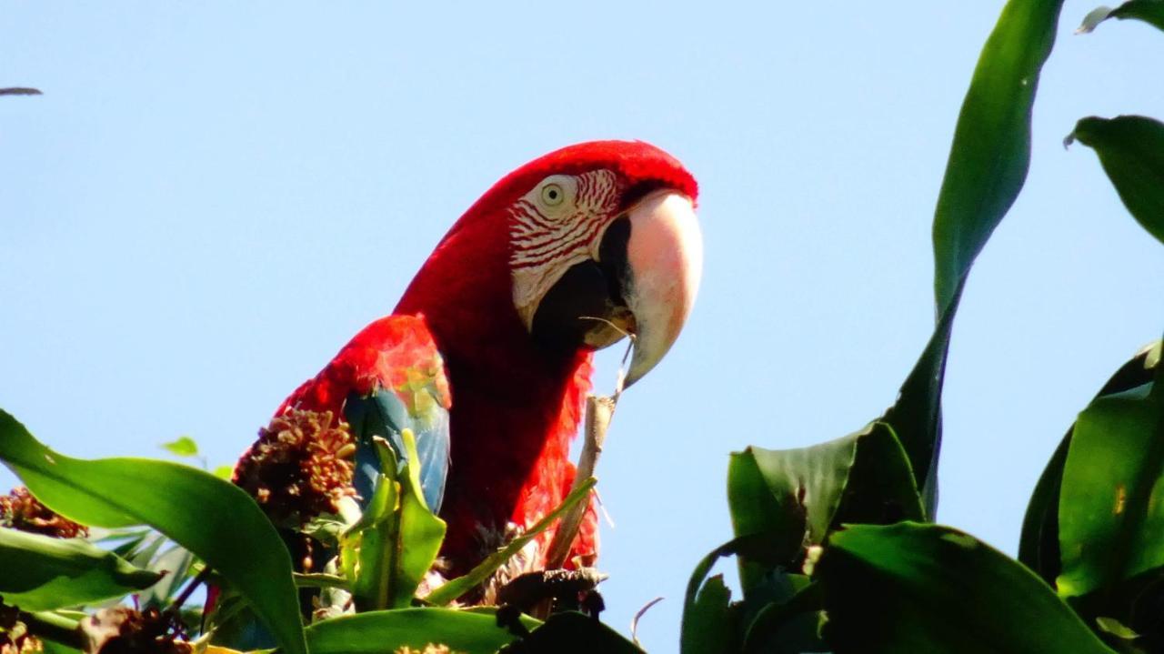 Villa Hermosa De Tambopata Casa Hospedaje & Hostel ปูแอร์โต มัลโดนาโด ภายนอก รูปภาพ