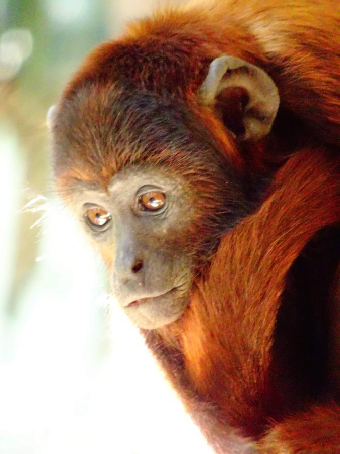 Villa Hermosa De Tambopata Casa Hospedaje & Hostel ปูแอร์โต มัลโดนาโด ภายนอก รูปภาพ